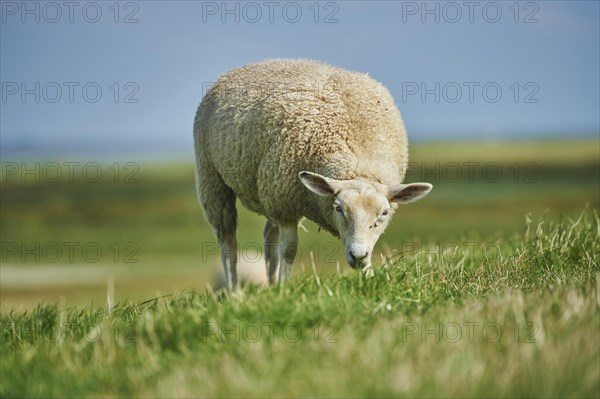 Domestic sheep (Ovis aries) Merino on the Beach, North Sea, East Frisia, Lower Saxony, Germany,