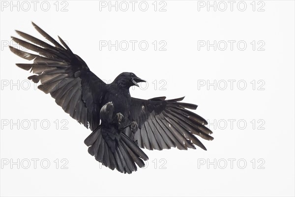 A crow (Corvus corone) flies with outstretched wings against a white sky, Hesse, Germany, Europe