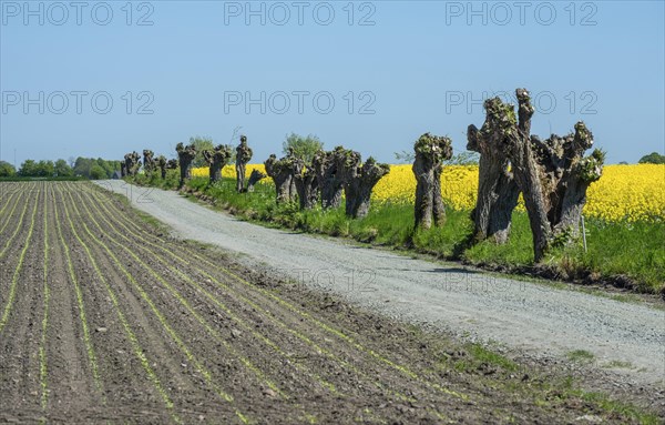 Small gravel road with row of pruned willow trees along blooming rapeseed and field with newly sown