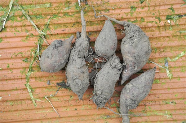 Yacon harvest in a garden