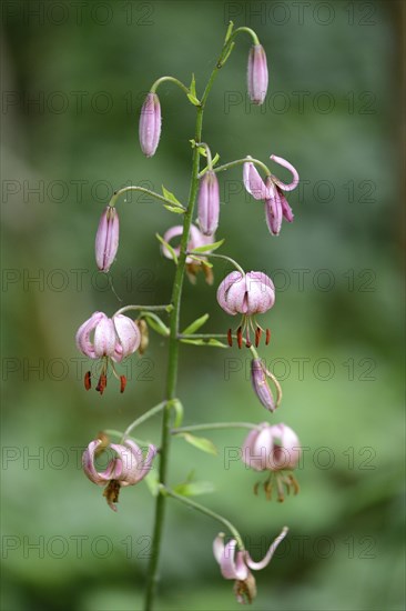 Close-up of a Martagon or Turk's cap lily (Lilium martagon) in a forest in spring