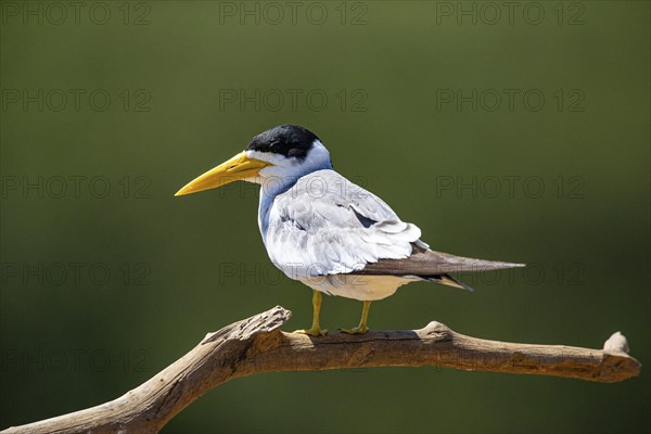 Large-billed Tern (Phaetusa simplex) Pantanal Brazil