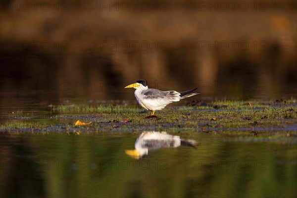Large-billed Tern (Phaetusa simplex) Pantanal Brazil
