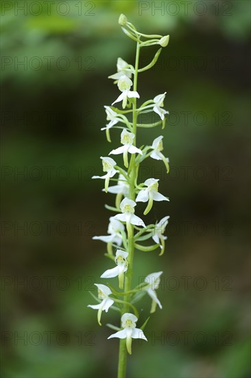 Platanthera chlorantha, commonly known as the Greater Butterfly-orchid