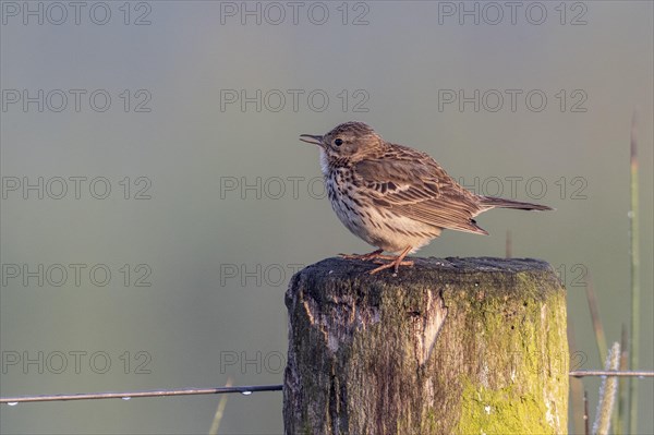 Meadow Pipit (Anthus pratensis), Lower Saxony, Germany, Europe