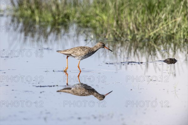 Common redshank (Tringa totanus), s Lower Saxony, Germany, Europe
