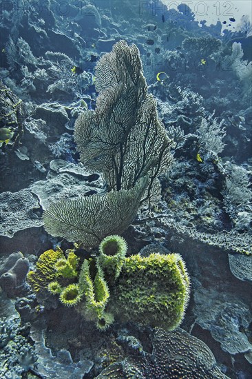 Yellow finger sponge (Callyspongia sp), and Annella sp. (Annella reticulata), Wakatobi Dive Resort,