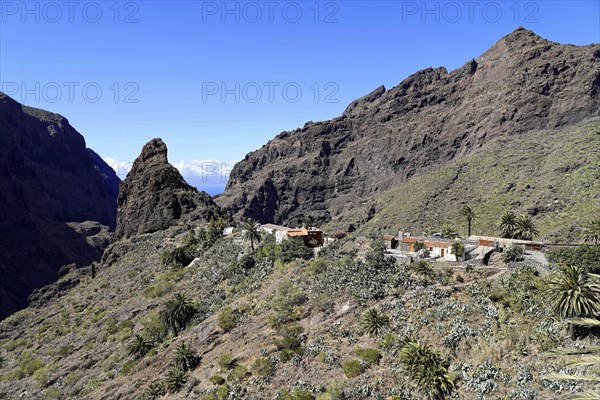 Mountain village Masca, Masca Gorge, Montana Teno Mountains, Tenerife, Canary Islands, Spain,