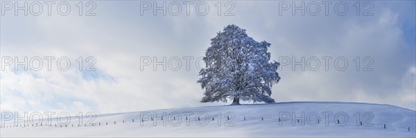 European beech, Fagus sylvatica, in winter, solitary tree near Rieden am Forggensee, Ostallgaeu,