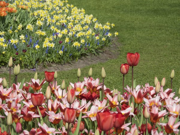 Colourful tulips and daffodils in a well-kept flower bed next to a green meadow, many colourful,