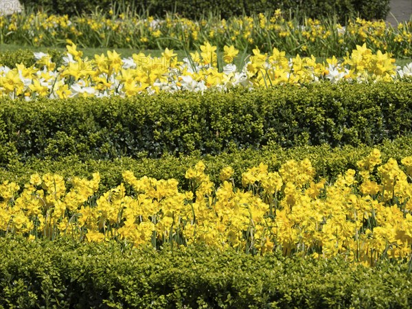 Several rows of flower beds with yellow daffodils between green hedges, many colourful, blooming