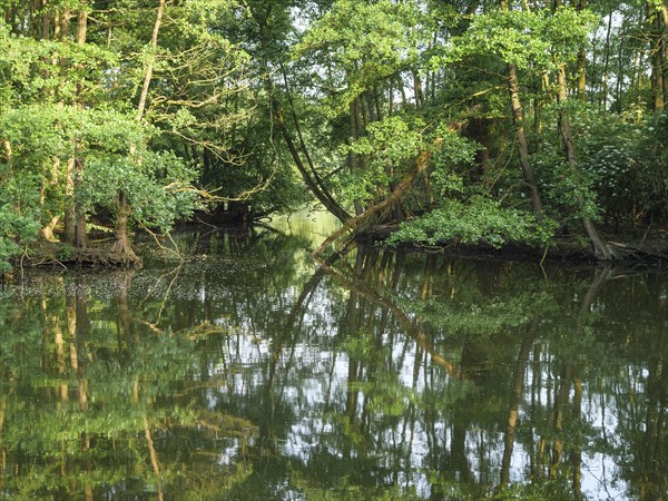 A calm forest river reflects the dense green trees on the shore, small lake with tree growth and