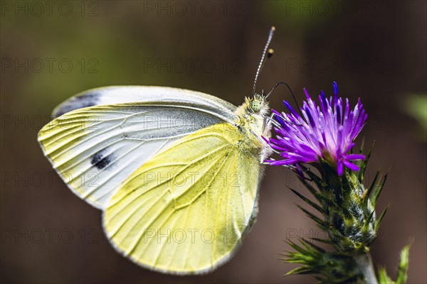 Large White, Pieris brassicae, butterfly on pink flower