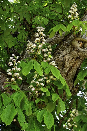 Spring, blossoms of the common horse-chestnut (Aesculus hippocastanum), Allgaeu, Bavaria, Germany,