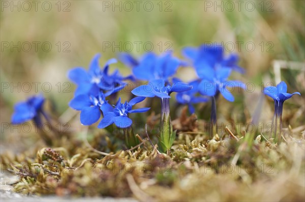 Close-up of spring gentian (Gentiana verna) blossoms in spring