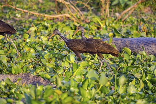 Limpkin (Aramus guarauna) Pantanal Brazil