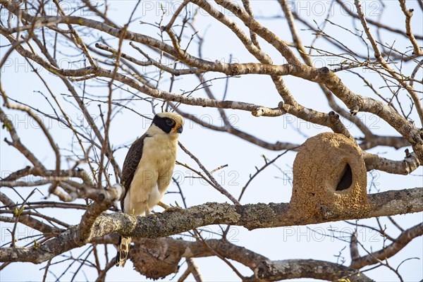 Laughing falcon (Herpetotheres cachinnans) Pantanal Brazil