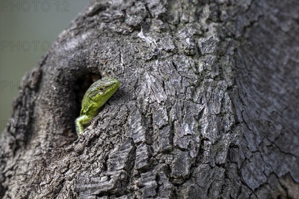 Sand lizard (Lacerta agilis) looking out of a knothole, Dalmatia, Croatia, Europe