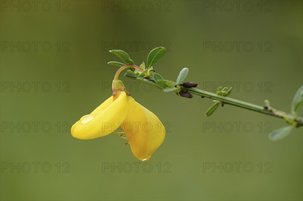 Close-up of a German Greenweed (Genista germanica) blossom in a forest in spring