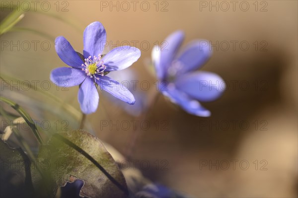 Close-up of a Common Hepatica (Anemone hepatica) blossoms in a forest on a sunny evening in spring