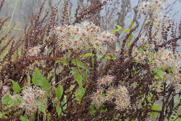 Clematis vitalba with fruiting vines, Moselle, Rhineland-Palatinate, Germany, Europe