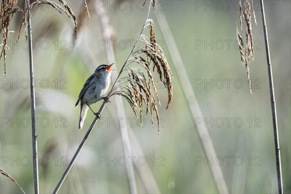 Sedge warbler (Acrocephalus schoenobaenus), Lower Saxony, Germany, Europe
