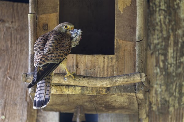 Common kestrel (Falco tinnunculus), female with captured small bird in front of the entrance of the