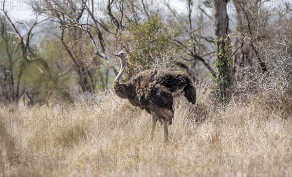 Common ostrich (Struthio camelus), adult female, in dry grass, Kruger National Park, South Africa,