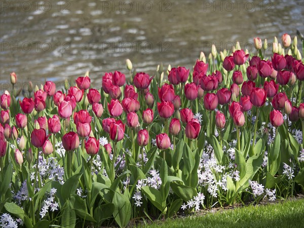 A flower bed of pink tulips in full bloom, in a park-like setting on the edge of a body of water,