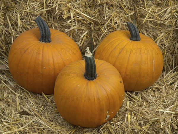 Three orange pumpkins lying next to each other on a bed of dry hay, orange pumpkins on straw bales