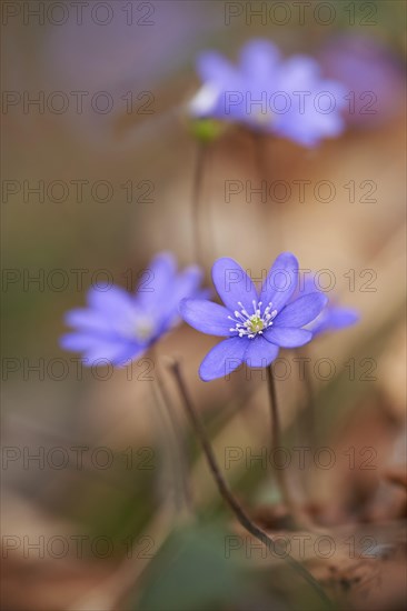 Common hepatica (Anemone hepatica) Blossoms in a forest, Bavaria, Germany, Europe
