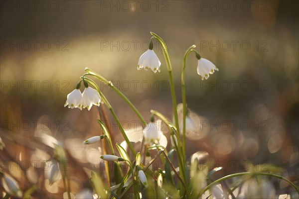 Close-up of spring snowflake (Leucojum vernum) blooming in spring, Bavaria, Germany, Europe