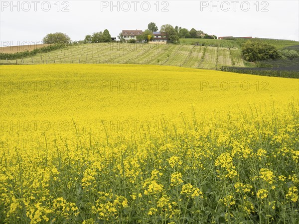 Rape field in bloom, near Riegersburg, Styria, Austria, Europe