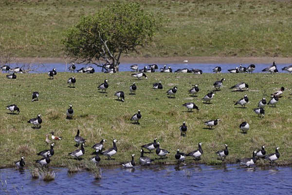 Barnacle geese, barnacle geese (Branta leucopsis), flock in a meadow by the water, North Sea coast,