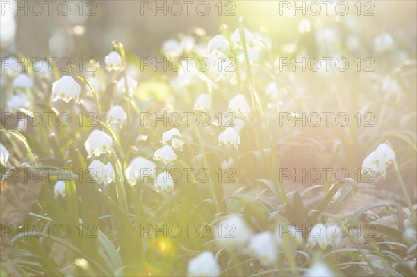 Spring Snowflake (Leucojum vernum) blossoms in a forest on a sunny evening in spring