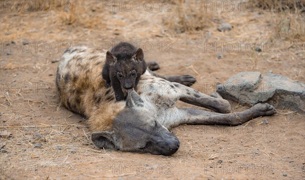 Spotted hyenas (Crocuta crocuta), adult female cuddling with young, lying down, Kruger National