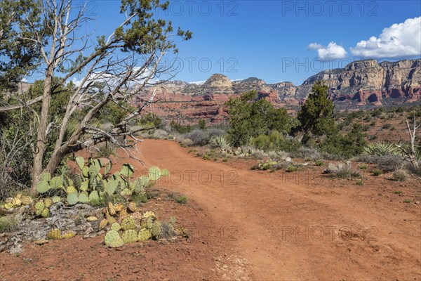 Prickly pear cactus growing along a hiking and off-road vehicle trail amoung the red rock sandstone