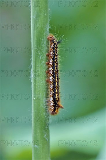 Caterpillar of the drinker moth (Euthrix potatoria), May, Saxony, Germany, Europe