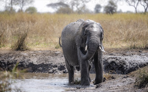 African elephant (Loxodonta africana), young animal taking a mud bath, African savannah, Kruger