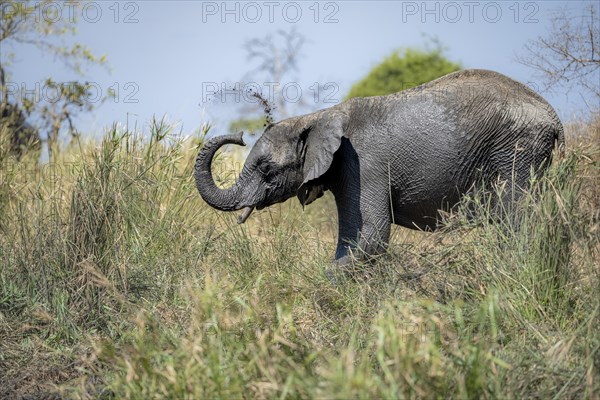 African elephant (Loxodonta africana), taking a mud bath, African savannah, Kruger National Park,
