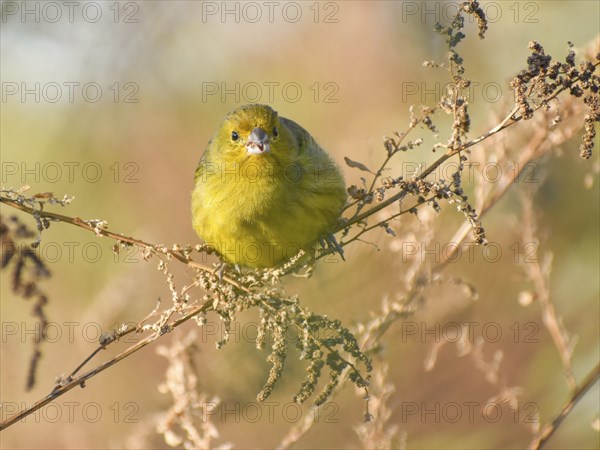 Free-living saffron finch (Sicalis flaveola) or male saffron bunting, seen in Buenos Aires,