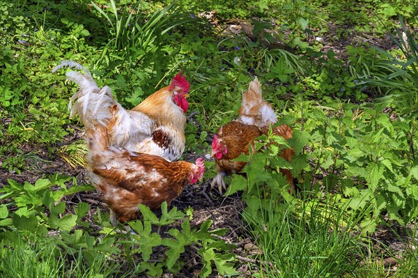 Free-range domestic chickens with Han (Gallus gallus domesticus, also Gallus domesticus), Allgaeu,