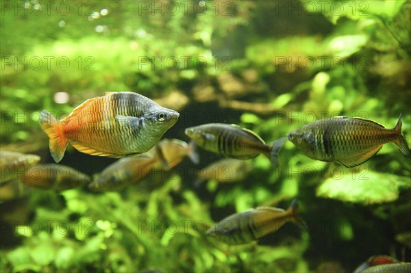 Close-up of Boeseman's rainbowfish (Melanotaenia boesemani) in an aquarium