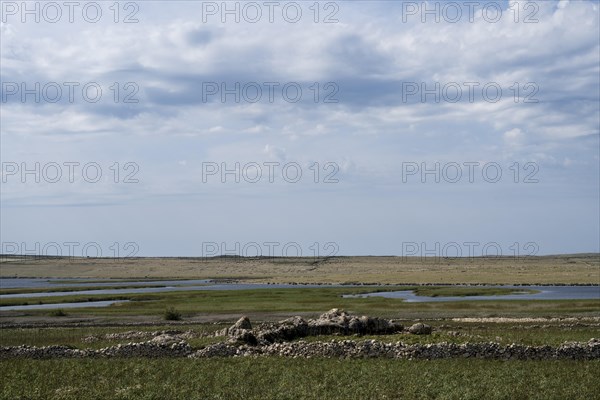 Veliko Blato bird sanctuary, Pag island, Zadar, Dalmatia, Croatia, Europe