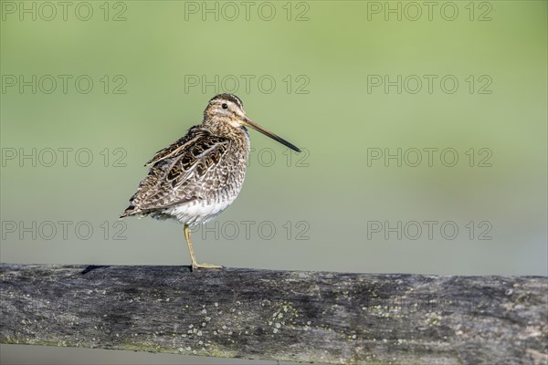 Common snipe (Gallinago gallinago) sitting on a pasture fence, Lower Saxony, Germany, Europe