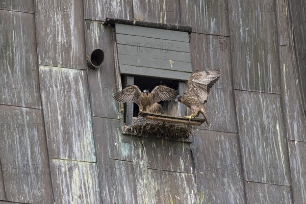 Peregrine falcon (Falco peregrinus), young birds with first flight exercises in front of the
