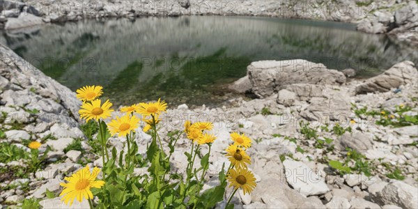 Mountain arnica (Arnica montana), Koblatsee, Allgaeu Alps, Allgaeu, Bavaria, Germany, Europe