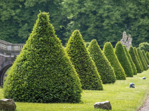Row of conically trimmed hedges in a well-kept garden, behind it dense forest, historic castle with