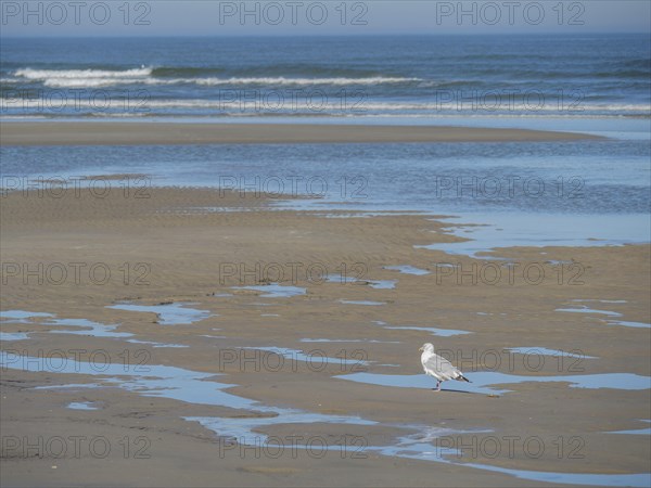 A seagull stands on a sandy beach with puddles, while gentle waves hit the shore and the sky lies