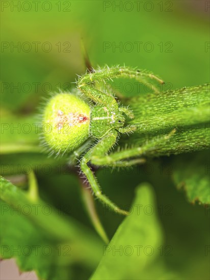 Crab Spider, Heriaeus hirtus, Green Crab Spider, Albania, Europe